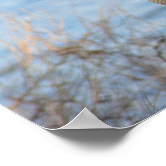 Poster Oie du Canada (Coin)