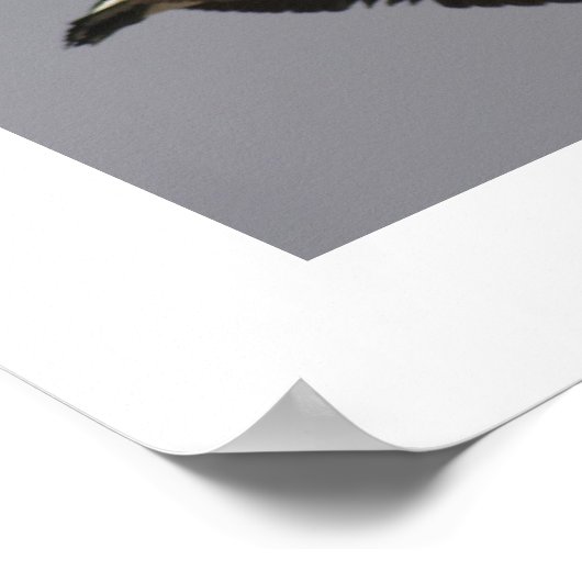 Poster Oie du Canada (Coin)