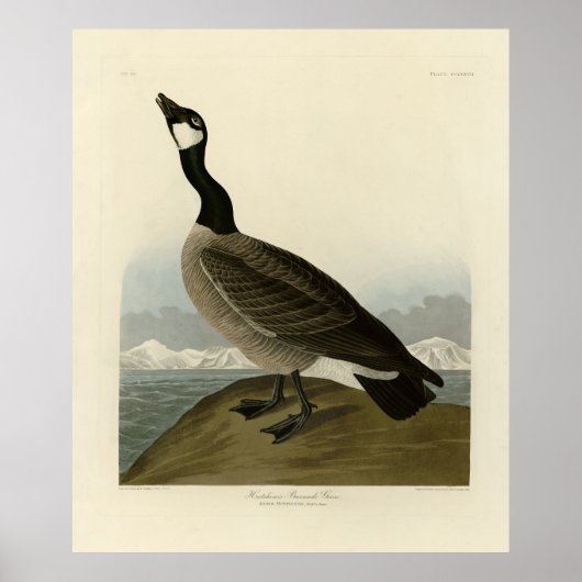 Poster Oie du Canada des oiseaux d'Amérique d'Audubon (Devant)