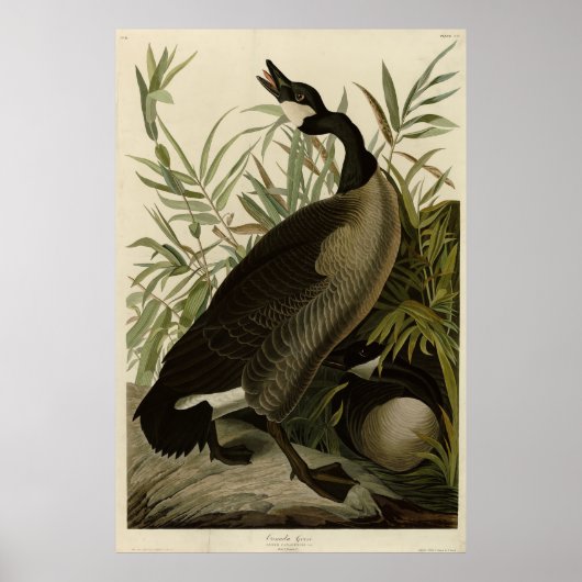 Poster Oie du Canada des oiseaux d'Amérique d'Audubon (Devant)