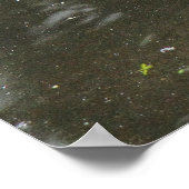 Poster Oie du laitier. Roath Park Lake, Cardiff, Wales Po (Coin)