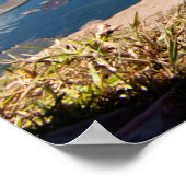 Poster Oie égyptienne (Coin)