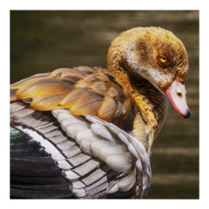 Poster Oie Égyptienne Gros Plan Faune Oiseau Nature Art