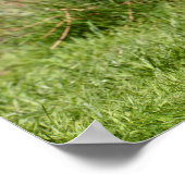 Poster Oie égyptienne sur l'herbe (Coin)