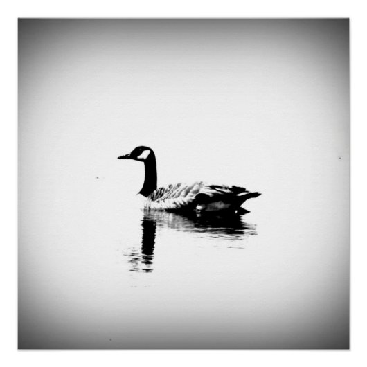 Poster Oie noire et blanche (Devant)