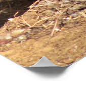 Poster Oie sur oeufs (Coin)