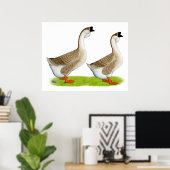 Poster Oies : Buff Africain (Bureau à domicile)