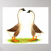 Poster Oies : Chinois Brown (Devant)