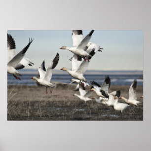 Poster Oies de neige de vol
