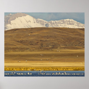 Poster Oies des neiges en migration printanière