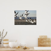 Poster Oies des neiges volantes (Cuisine)