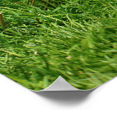 Poster Oies égyptiennes et poussins (Coin)