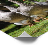 Poster Oies en Dordogne (Coin)