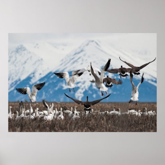 Poster Oies éparses (Devant)