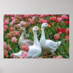 Poster Oies gracieuses dans le jardin fleuri Amoureux des