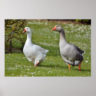 Poster Oies marchant sur l'herbe