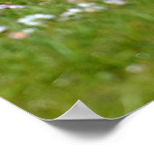 Poster Oies marchant sur l'herbe (Coin)