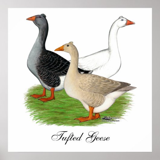 Poster Oies : Trio Tufted (Devant)