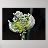 Poster Oignon de printemps (Devant)