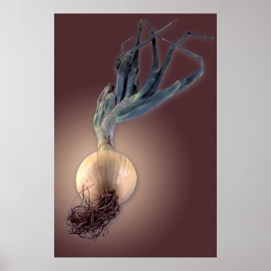 Poster Oignon doux (Devant)