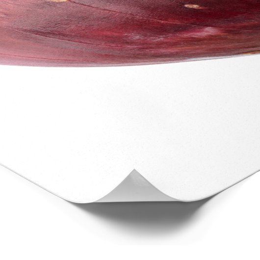 Poster Oignon rouge isolé sur arrière - plan blanc, DFF (Coin)