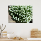 Poster Oignons (Cuisine)