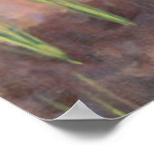 Poster Oignons de plantation 2005 (Coin)