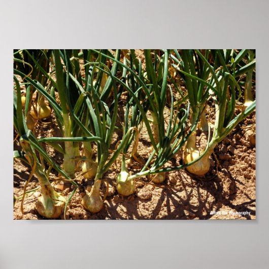 Poster Oignons espagnols à la récolte (Devant)