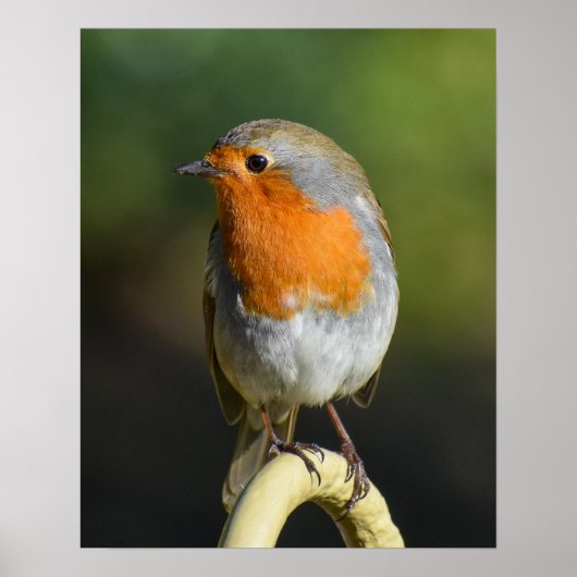 Poster Oiseau (Devant)