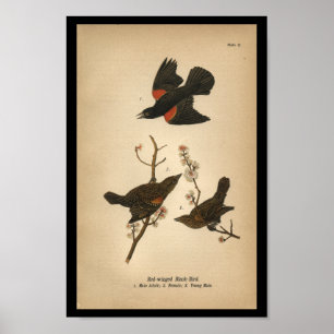 Poster Oiseau 1890 noir à ailes rouges d'impression