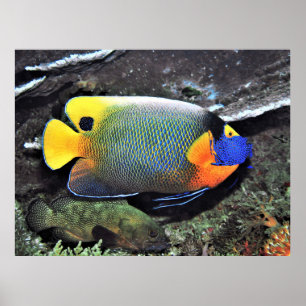 Poster Oiseau à tête bleue