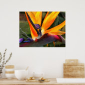 Poster Oiseau Abstrait du paradis (Cuisine)