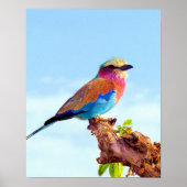Poster Oiseau africain coloré perché (Devant)