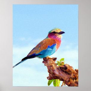 Poster Oiseau africain coloré perché