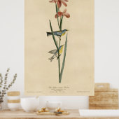 Poster Oiseau, Amérique, Paruline à dos bleu jaune, Audub (Cuisine)