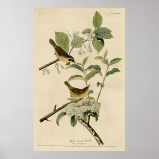 Poster Oiseau, Amérique, Paruline à poitrine jaune, Audub