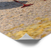 Poster Oiseau animal Mouettes à tête noire sur la plage (Coin)