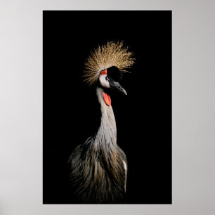 POSTER OISEAU AU BRÉSIL