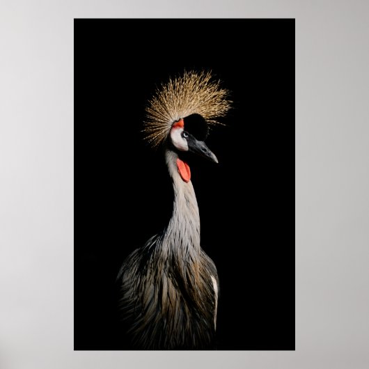 POSTER OISEAU AU BRÉSIL (Devant)