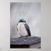 Poster Oiseau Bleu (Devant)