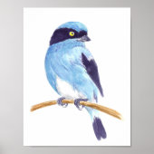 Poster Oiseau bleu (Devant)