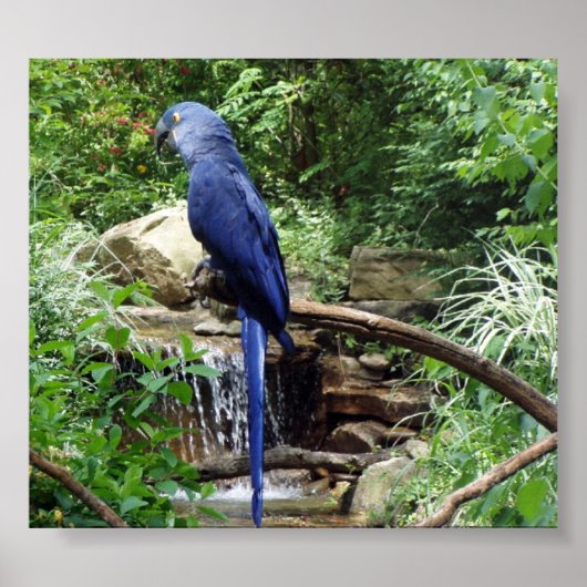 Poster Oiseau bleu du Paradis (Devant)