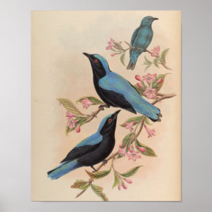 Poster Oiseau bleu fée de Bornéo par John Gould Impressio