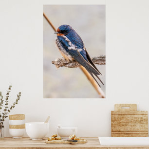 Poster Oiseau bleu, Hirondelle de grange, Photographie ca