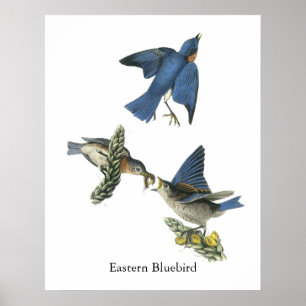 Poster Oiseau bleu oriental, John Audubon