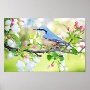 Poster Oiseau bleu printemps sur cerisier avec fleurs