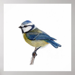 Poster Oiseau bleu turquoise d'Eurasie (Cyanistes caerule