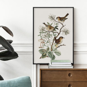 Poster Oiseau Botanique Vintage