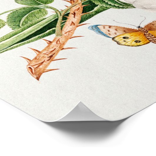 Poster Oiseau Brown sur une branche (Coin)