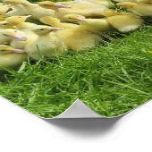 Poster oiseau, canard, canard, jaune, nature, mignonette, (Coin)